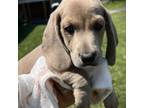 Dachshund Puppy for sale in Roanoke, VA, USA