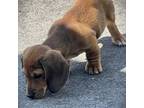 Dachshund Puppy for sale in Roanoke, VA, USA