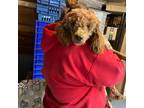 Mutt Puppy for sale in Chouteau, OK, USA
