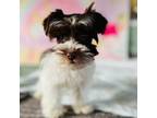 Schnauzer (Miniature) Puppy for sale in Whittier, CA, USA