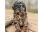 Mutt Puppy for sale in Orleans, IN, USA