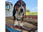 LT Blue Boy - Blue Tick Beagle