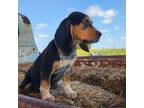 DK Blue Boy - Blue Tick Beagle