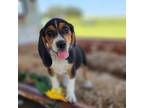 Beagle Puppy for sale in Dade City, FL, USA