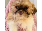 Shih Tzu Puppy for sale in Flowery Branch, GA, USA