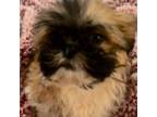 Shih Tzu Puppy for sale in Flowery Branch, GA, USA