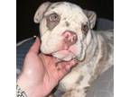 Bulldog Puppy for sale in Wheeling, WV, USA