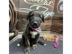 Irish Wolfhound Puppy for sale in Bland, MO, USA