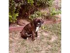 Boxer Puppy for sale in Oklahoma City, OK, USA