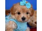 Maltipoo Puppy for sale in Fort Worth, TX, USA