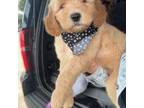 Goldendoodle Puppy for sale in Cedar Hill, TX, USA