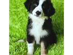 Miniature Australian Shepherd Puppy for sale in Reagan, TN, USA