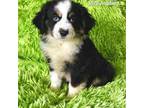 Miniature Australian Shepherd Puppy for sale in Reagan, TN, USA