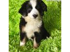 Miniature Australian Shepherd Puppy for sale in Reagan, TN, USA