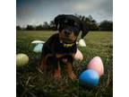 Rottweiler Puppy for sale in Seguin, TX, USA