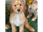 Goldendoodle Puppy for sale in Phoenix, AZ, USA
