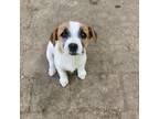 Parson Russell Terrier Puppy for sale in Beechgrove, TN, USA