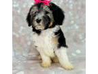 Shepadoodle Puppy for sale in Concord, NC, USA