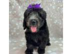Shepadoodle Puppy for sale in Concord, NC, USA