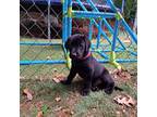 Labrador Retriever Puppy for sale in Shrewsbury, MA, USA