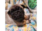Pug Puppy for sale in Whittier, NC, USA