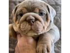 Bulldog Puppy for sale in Elk Grove, CA, USA