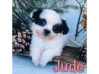 Shih-Poo Puppy for sale in Byron, MI, USA