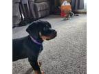 Rottweiler Puppy for sale in Olympia, WA, USA