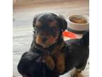 Mutt Puppy for sale in Cornville, ME, USA