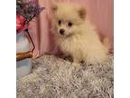 Pomeranian Puppy for sale in New Sharon, IA, USA