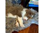 Aussiedoodle Puppy for sale in Almena, WI, USA