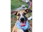 Adopt Aldean a Brown/Chocolate - with White Mixed Breed (Medium) dog in