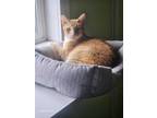 Adopt Pong Bonilla a Domestic Shorthair / Mixed (short coat) cat in Washburn