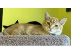 Adopt Orbit a Domestic Shorthair / Mixed (short coat) cat in Maumelle