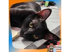 Adopt Broncs a All Black Domestic Shorthair cat in Toms River, NJ (38724886)