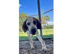 Adopt Caramel a White Mixed Breed (Medium) / Mixed dog in Fernandina Beach