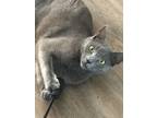 Adopt Sistine a Gray or Blue Domestic Shorthair (short coat) cat in Greensboro
