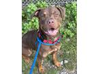 Adopt Phoebe VII 27 a Brown/Chocolate American Pit Bull Terrier / Mixed dog in