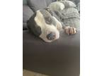 Adopt Blü a White - with Gray or Silver Bull Terrier / American Pit Bull