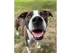 Adopt Jaeger (Main Campus) a Brindle American Pit Bull Terrier / Mixed dog in