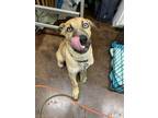 Adopt Maximus a Tan/Yellow/Fawn Mutt / Mixed dog in Willis, TX (38533417)