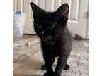 Adopt Duke a All Black Domestic Shorthair cat in Chapel Hill, NC (38810335)