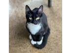 Adopt Duchess a Domestic Shorthair cat in Chapel Hill, NC (38810334)