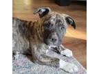 Adopt Poncho a Brindle American Staffordshire Terrier / Mixed Breed (Medium) dog