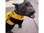 Adopt Froggy a Black Staffordshire Bull Terrier / Mixed dog in Greensboro