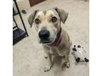 Adopt Spice a Tan/Yellow/Fawn Mixed Breed (Medium) / Mixed dog in East