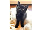 Adopt Bezos a All Black Domestic Shorthair / Mixed cat in Mount Laurel