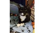 Adopt Darius a Black & White or Tuxedo Domestic Shorthair (short coat) cat in