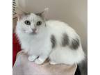 Adopt Princess a White Domestic Mediumhair / Mixed cat in Kanab, UT (38795178)
