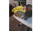 Adopt Jelly/Nesryn a Brown Tabby Domestic Shorthair / Mixed (short coat) cat in
